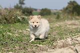CHIEN FINNOIS DE LAPONIE 306